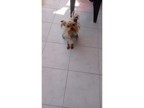 Sahiplendirilecek yorkshire terrier