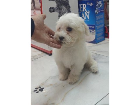 3 aylık erkek maltipoo yavrumuz yeni yuvasına gitmeye hazır