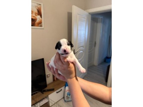 3 haftalık safkan french bulldog bebekler