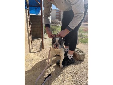 1.5 yaşında erkek french bulldog safkan merle aşılı
