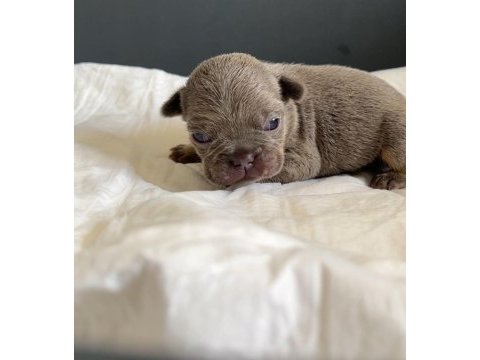 Rezervasyon hazır french bulldog yavrular