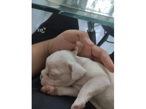 French bulldog
