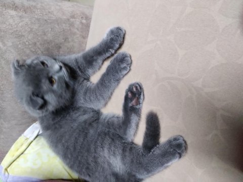 Şeker scottish fold kızımız