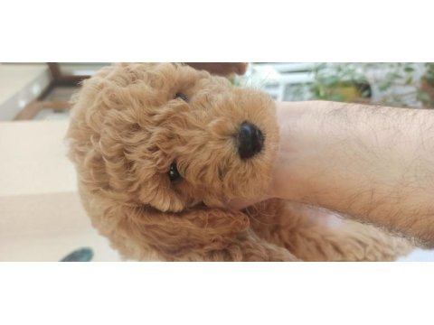 Safkan 2,5 aylık dişi poodle