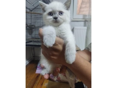 50 günlük british shorthair bebisler
