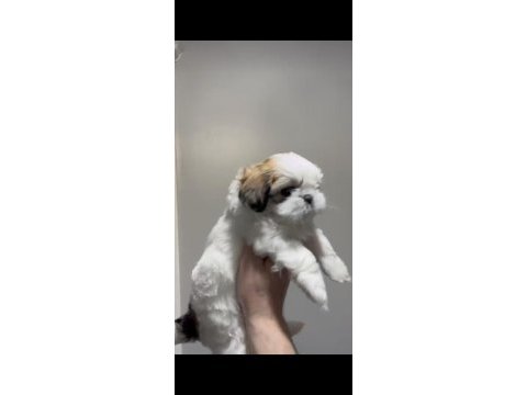 Muhteşem kaliteli shih tzu yavrularımız