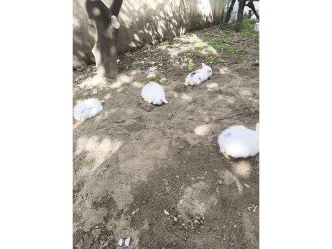 Safkan hollanda lop tavşan bebekler