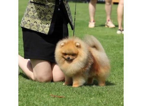 Fcı şecereli mini teacup pomeranian erkek yavrular
