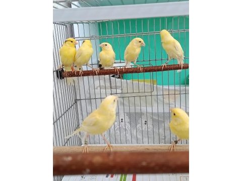 Manılua kanaryalar