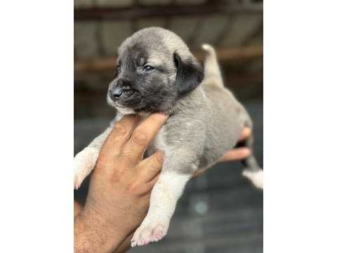 Altın kız kangal yavrusu sahnede