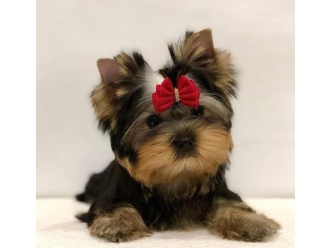 Mini minnak yorkshire