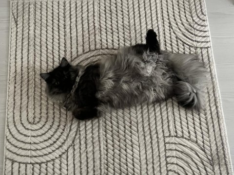 British longhair erkek kedimiz