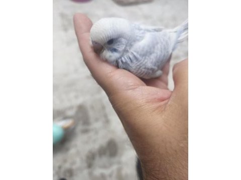 Yavru muhabbet kuşu bulunur.