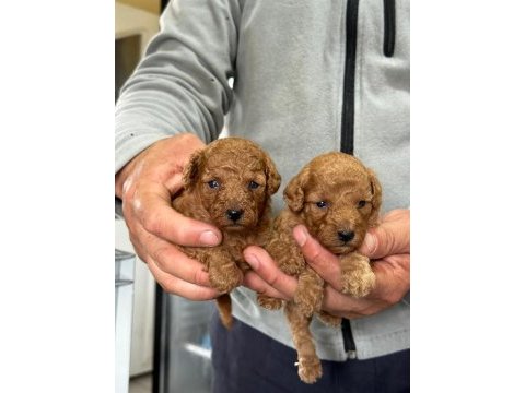 Toy poodle yavrular