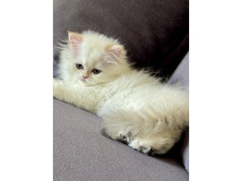 Saf kanlı british longhair
