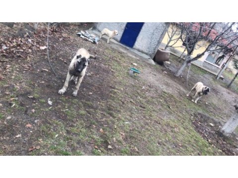 1 dişi ve 1 erkek aşıları vurulmuş satılık kangal