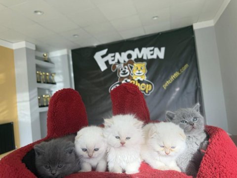Top kafa scottısh fold yavruları fenomen pet shop
