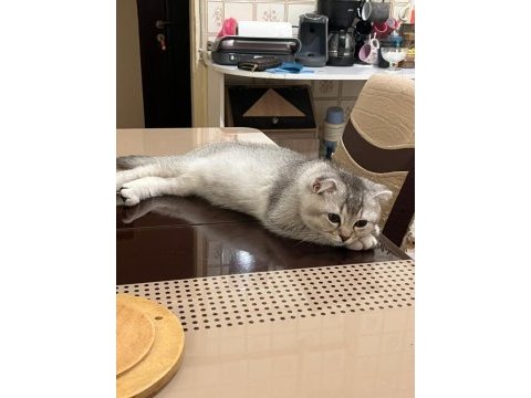 Orjinal saf kan scottish fold bebekler