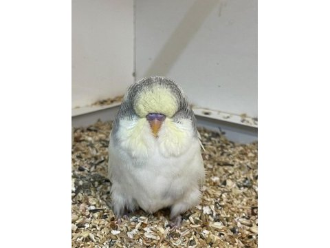 Bebek jumbo ve show jumbo muhabbet kuşlar