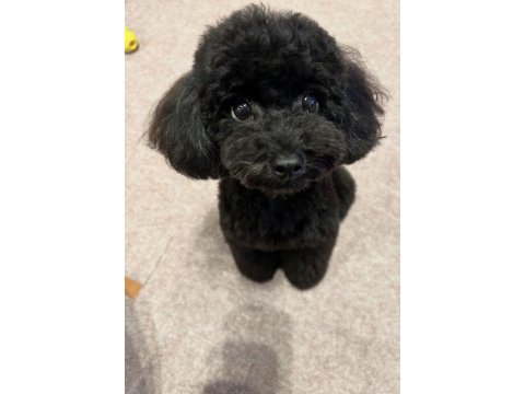 Nadir renk siyah poodle