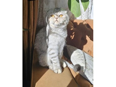 Dişi scottish fold kedimiz