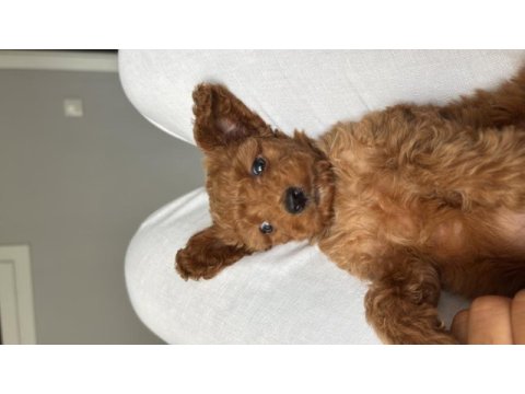 2 aylık sağlıklı ped eğitim dişi redbrown toy poodle