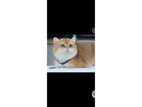British shorthair oğlumuz