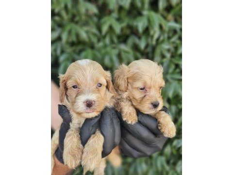 Irk ve sağlık garanti maltipoo yavrularımuz