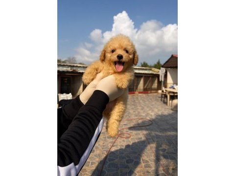 Kahve apricot red krem renklerde poodle şekerler