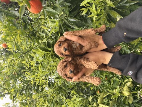 Toy poodle yavrular