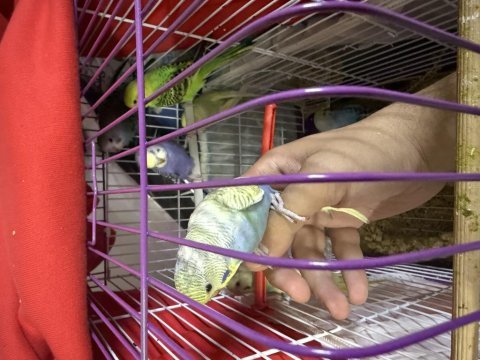 Ele alışık bebek yeni yeme düşmüş muhabbetler