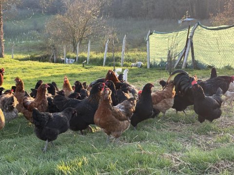 Çeşitli ırklarda mavi yeşil sarı ve kırmızı yumurtacı tavuk