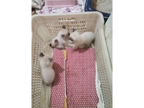 1 buçuk yaşında dişi siyam kedisi