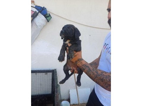 Cane corso bebekler