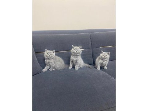 Top kafa panda surat british shorthair bebekler