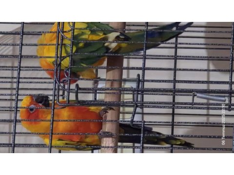 Güneş konur papağanı çift
