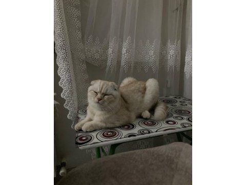 11 aylık kısırlaştırılmamış erkek scottish fold