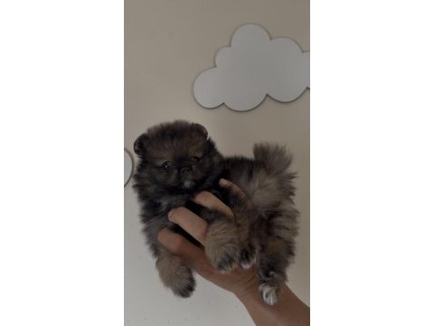 Pomeranian boo orjinal ayı surat sable wolf