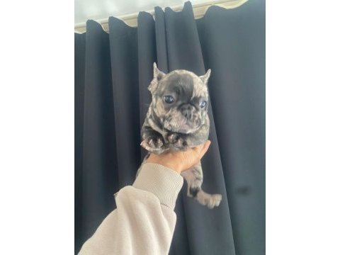 Dişi erkek fransız bulldog bebekler