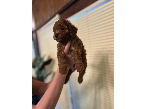 Oyuncu toy poodle yavrularımız