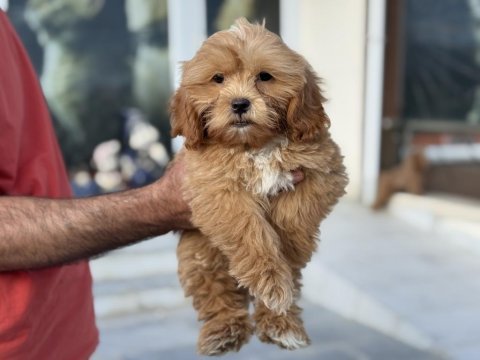 Petmode köpek çiftliğinde ziyarete açık maltipoo