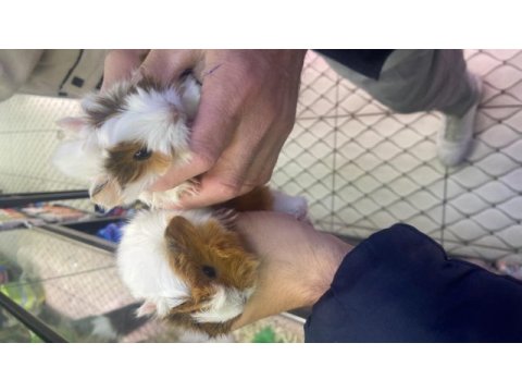 Yavru guinea pigimi sahiplendiriyorum