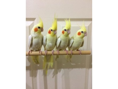 Yeni yeme düşen full evcil 35 günlük sultan papağanı