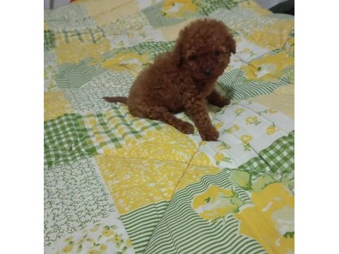 Poodle yavrularımız mini ve toy boy renk renk