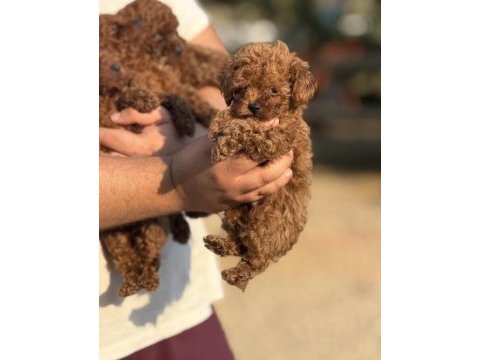 Büyümeyen teacup kore poodle