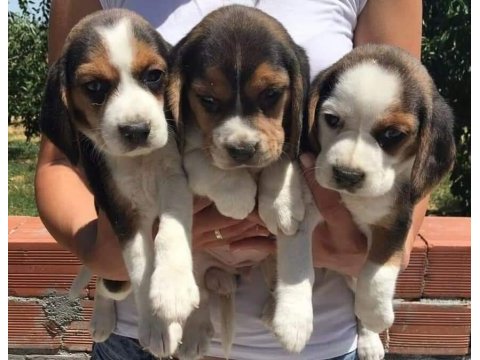 Elizabeth beagle yavruları
