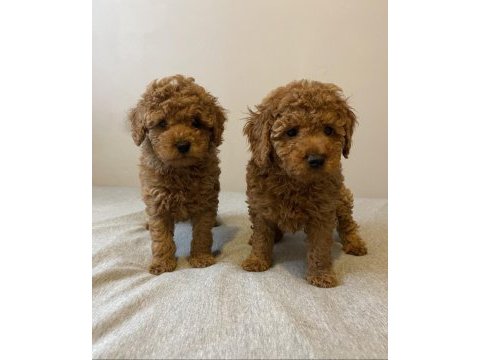 Sevimli red toy poodle erkek kardeşler