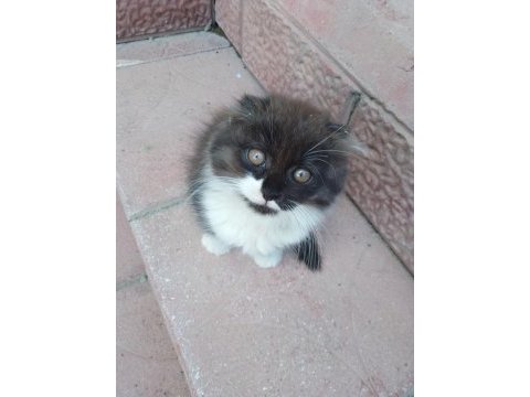 Yavru scottish fold kedisi
