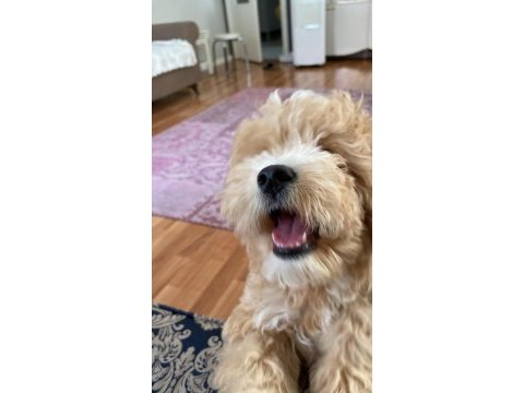 Acil sahiplendiriyorum 4 aylık maltipoo