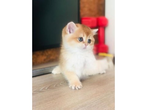 A kalite british shorthair gold yavrular